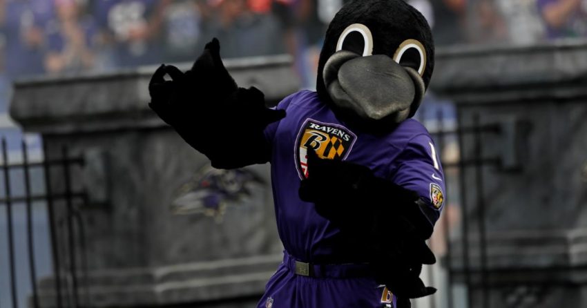 John Harbaugh confirme que Poe, la mascotte des Ravens, est out pour la saison avec une blessure au genou, des essais vont s'ensuivre